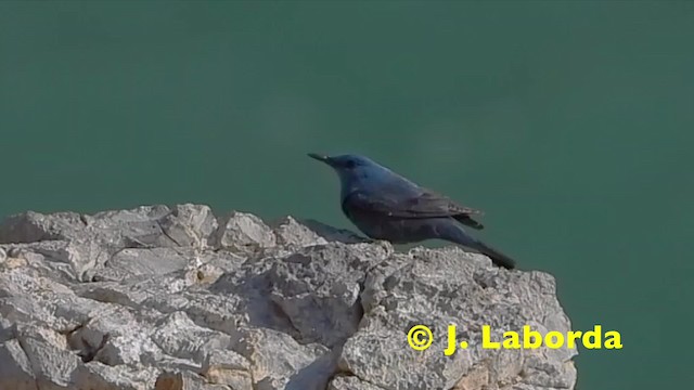 たぬき 希少 Blue Rock-Thrush - eBird フェルト
