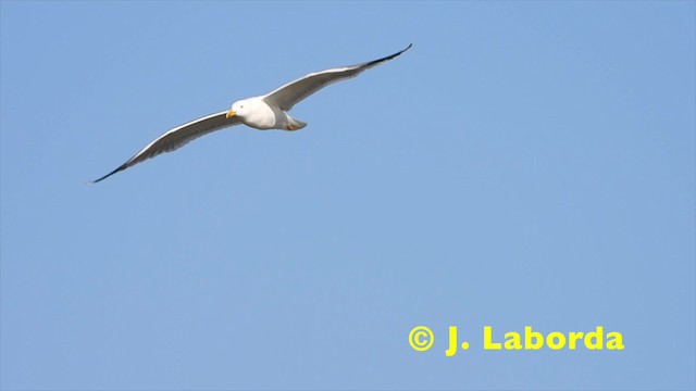 Gaviota Patiamarilla (michahellis) - ML201930711