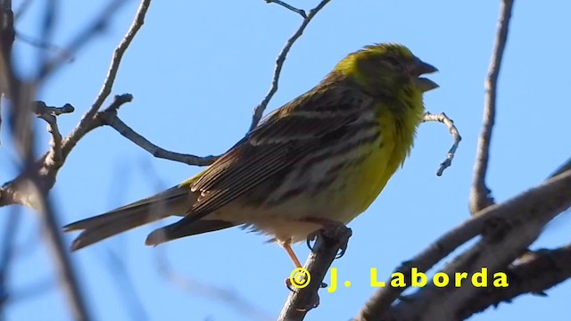 European Serin - ML201931021