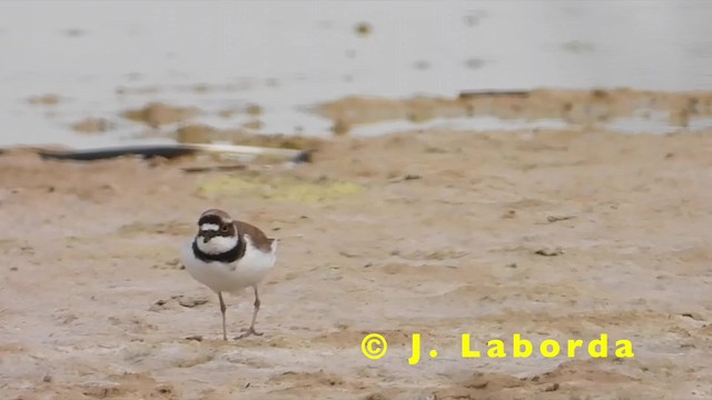 Little Ringed Plover (curonicus) - ML201931121