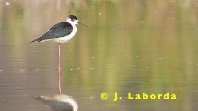 Black-winged Stilt - ML201931141