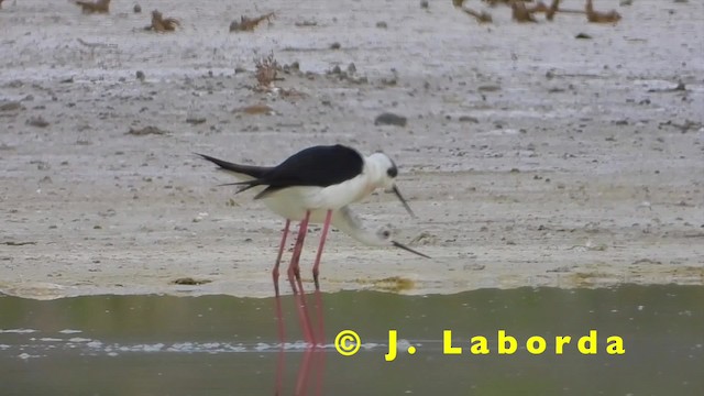 Cigüeñuela Común - ML201931231