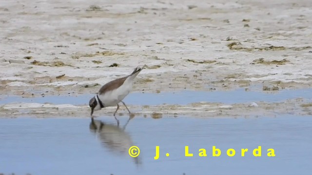 Little Ringed Plover (curonicus) - ML201931291