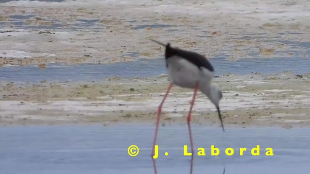 Black-winged Stilt - ML201931311