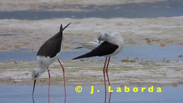 Cigüeñuela Común - ML201931381