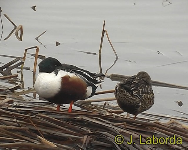 Northern Shoveler - ML201931411