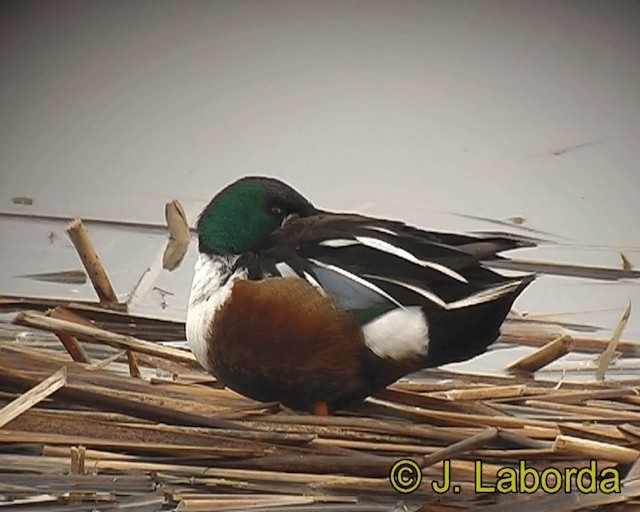 Northern Shoveler - ML201931421