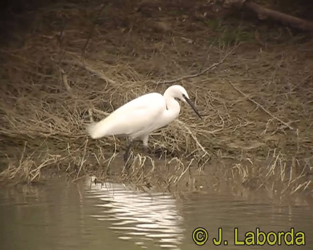 Little Egret (Western) - ML201931471