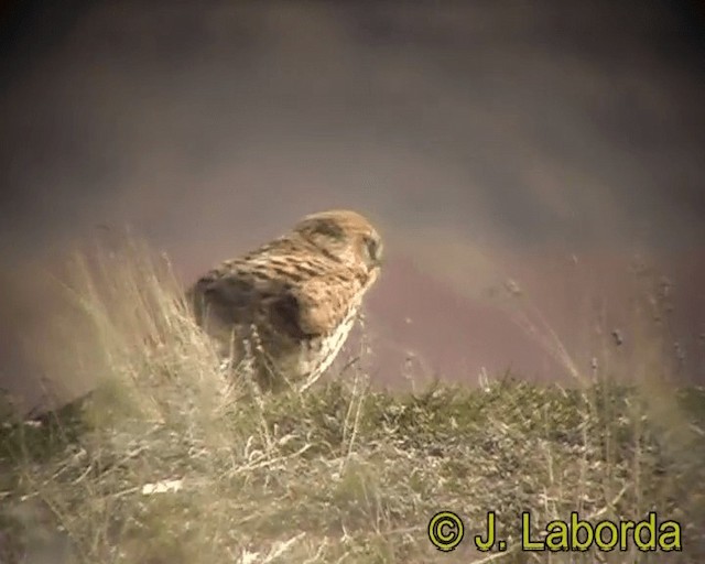 Eurasian Kestrel (Eurasian) - ML201931491