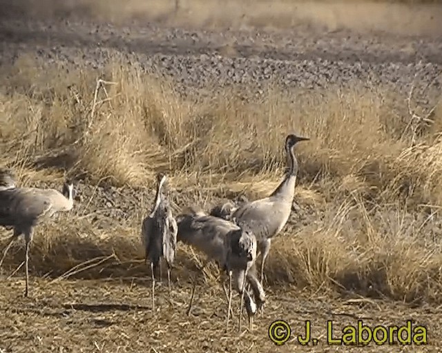 Common Crane - ML201931521