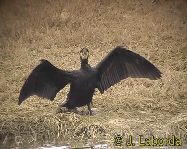 Great Cormorant (Eurasian) - ML201931561