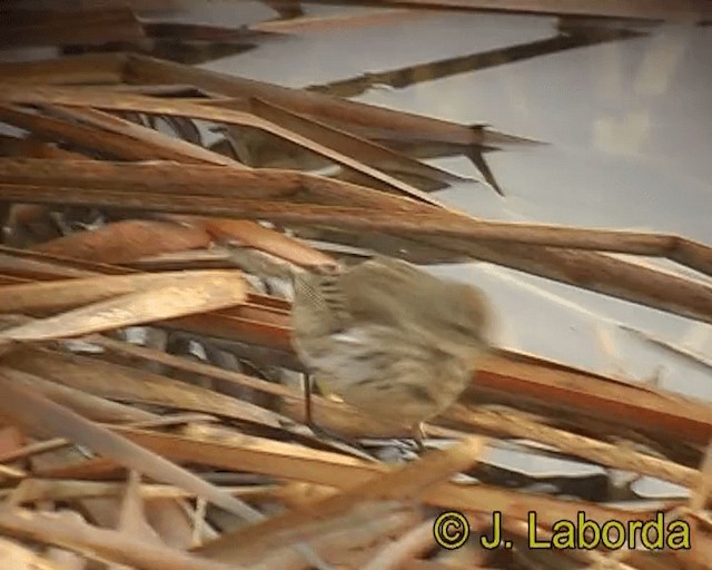 Water Pipit (Western) - ML201931611