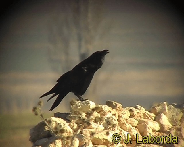 Common Raven - ML201931661