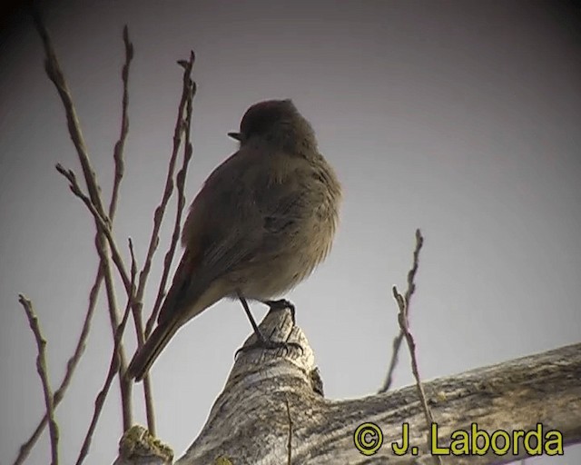 Colirrojo Tizón (gibraltariensis/aterrimus) - ML201931761