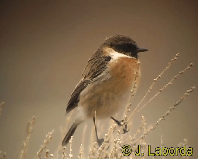 European Stonechat - ML201931771