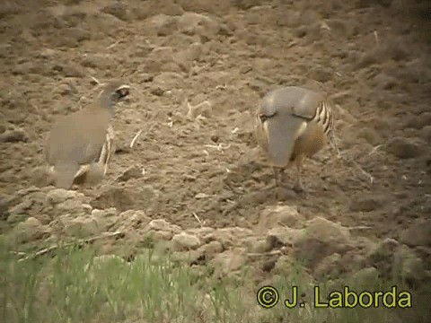 Red-legged Partridge - ML201931811