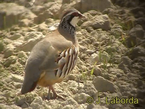 Red-legged Partridge - ML201931821