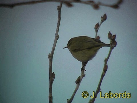 Common Chiffchaff (Common) - ML201931871