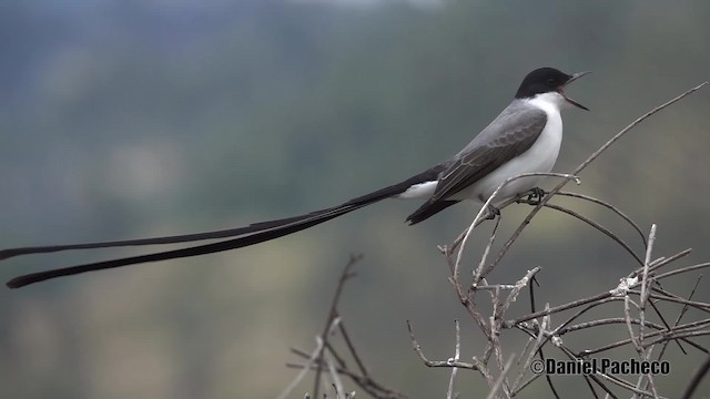Fork-tailed Flycatcher (savana) - ML201932121