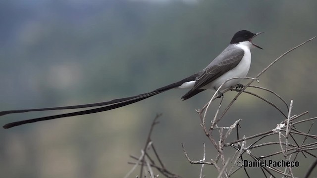 Tijereta Sabanera (savana) - ML201932121