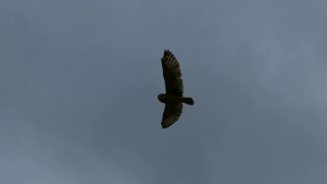 Short-eared Owl - ML201932241