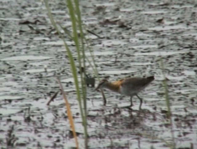 Lesser Jacana - ML201932321