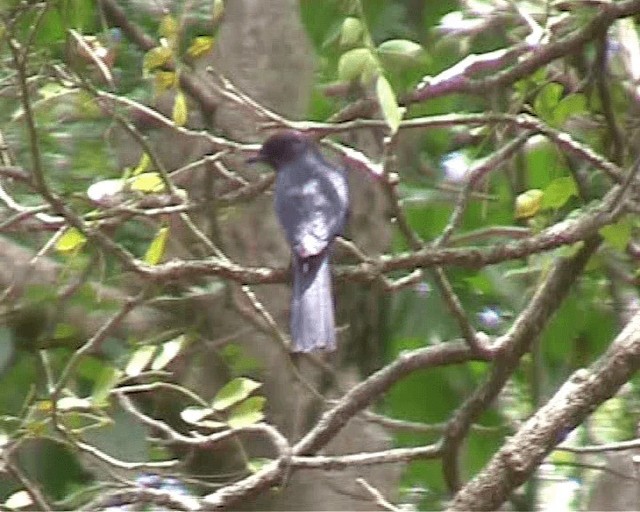 Purple-throated Cuckooshrike - ML201932381