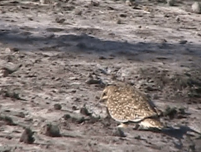 Burchell's Sandgrouse - ML201932411