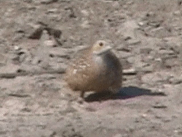 Burchell's Sandgrouse - ML201932421