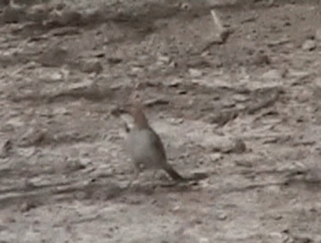 Great Rufous Sparrow - ML201932431