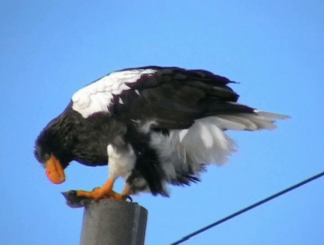 Steller's Sea-Eagle - ML201932451