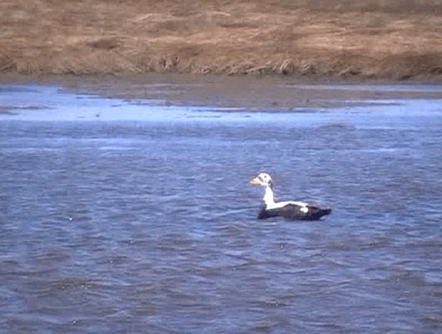 Spectacled Eider - ML201932481