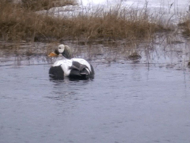 Spectacled Eider - ML201932491