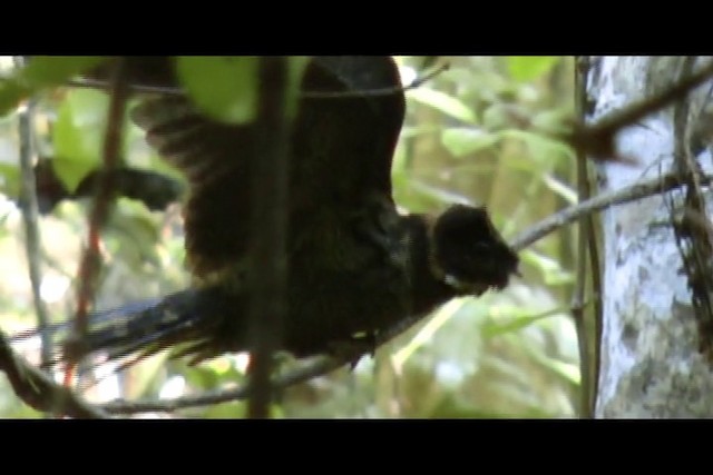 Great Eared-Nightjar - ML201932501