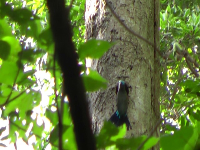 Purple-winged Roller - ML201932521