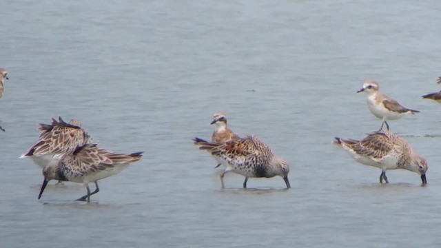 Great Knot - ML201932551