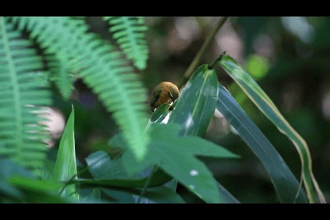 White-browed Piculet - ML201932571