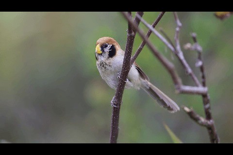 Spot-breasted Parrotbill - ML201932581