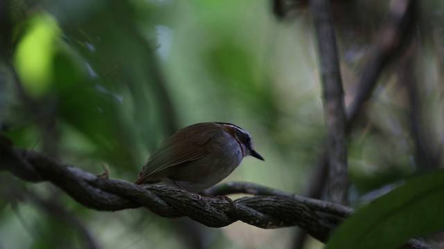 Rufous-throated Fulvetta - ML201932621