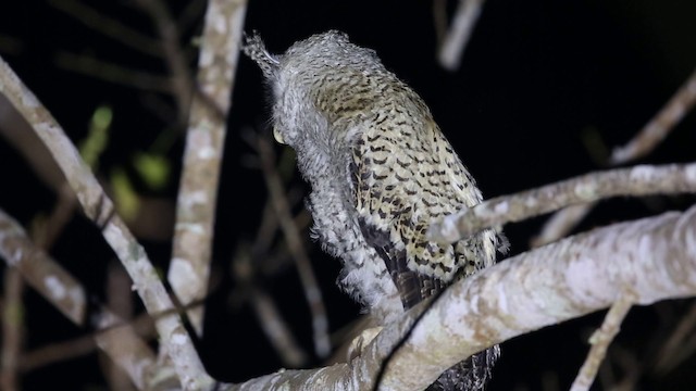 Spot-bellied Eagle-Owl - ML201932631