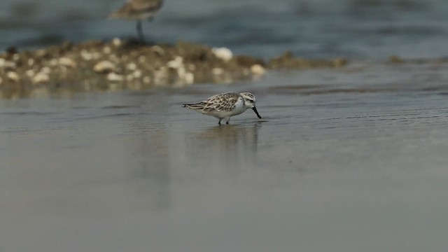 Spoon-billed Sandpiper - ML201932651