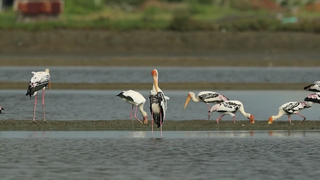 malaystork - ML201932661