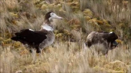 Amsterdam Gezgin Albatrosu - ML201932671