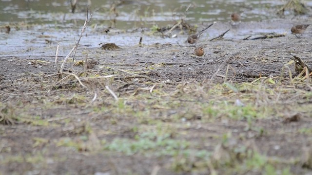 Fanello nordico - ML201932691