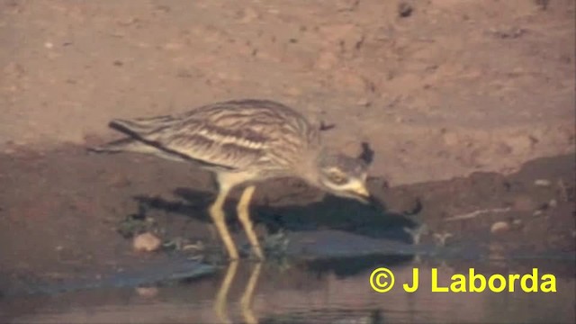 Eurasian Thick-knee - ML201932851