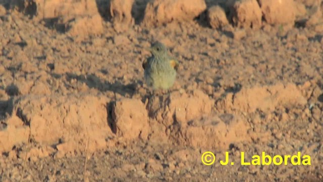 Rufous-tailed Rock-Thrush - ML201932961