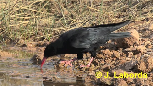 Kırmızı Gagalı Dağ Kargası [pyrrhocorax grubu] - ML201933021