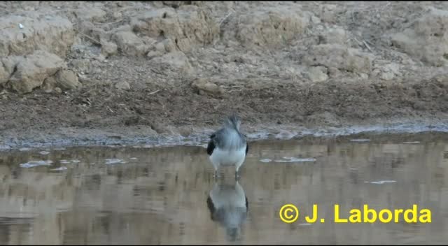 Green Sandpiper - ML201933061