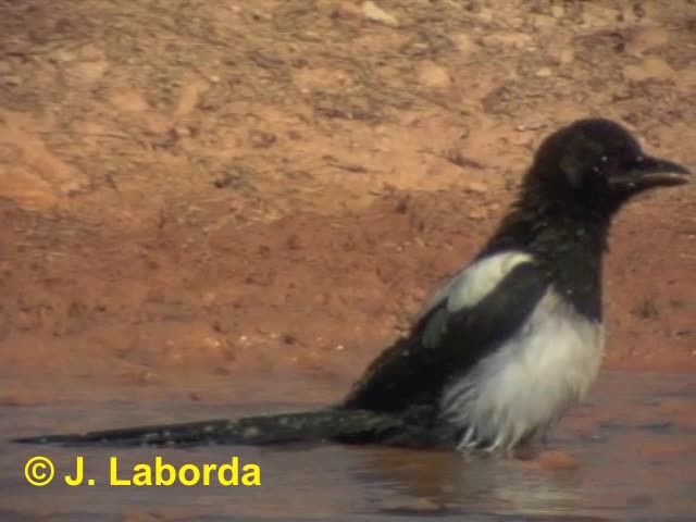 Eurasian Magpie (Iberian) - ML201933091