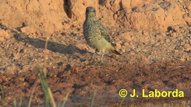 Rufous-tailed Rock-Thrush - ML201933101